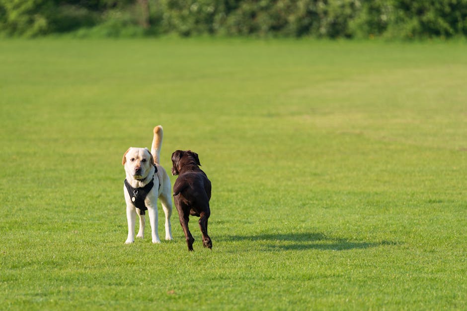 Play Area For Dogs