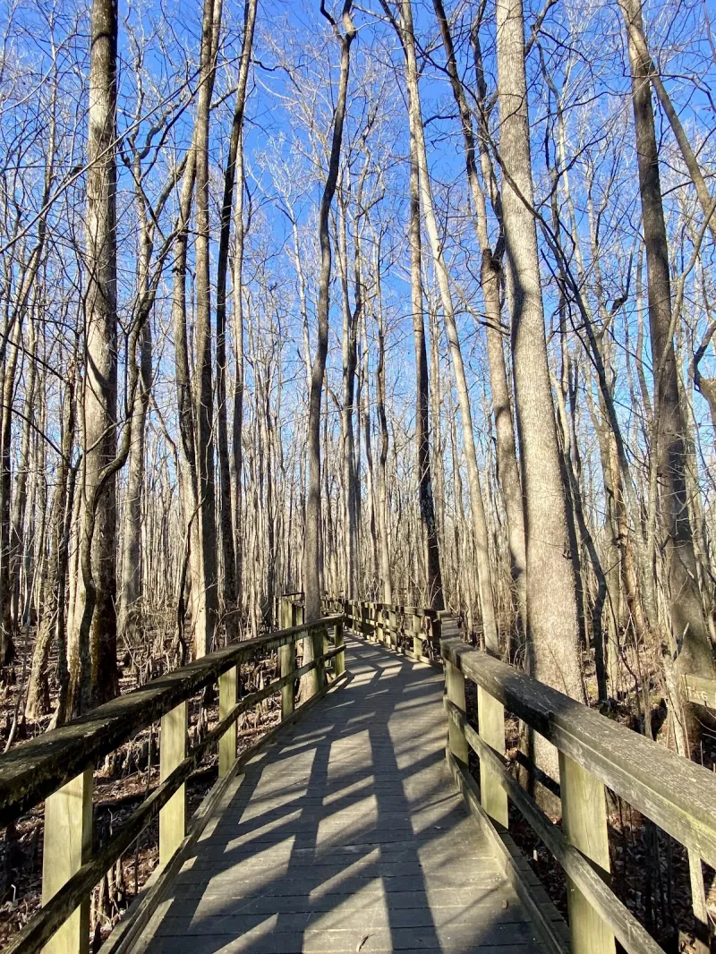 Cashie Wetlands Walk near Sportsman Inn, Plymouth NC