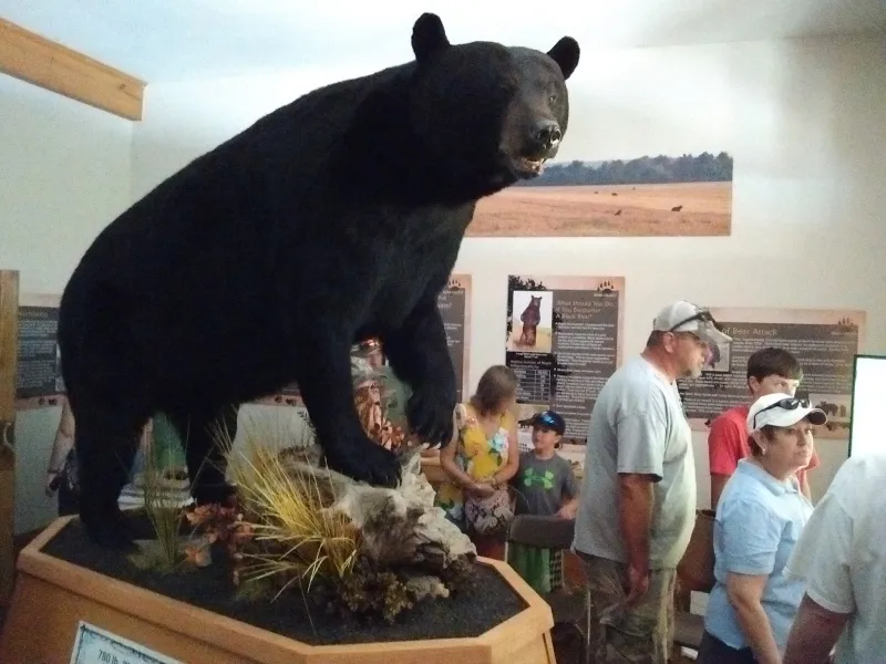 God's Creation Wildlife Museum near Sportsman Inn, Plymouth NC